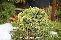 wbgarden dwarf conifers 49